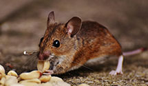 24 Hour & Emergency Exterminators in Garden Valley, CA